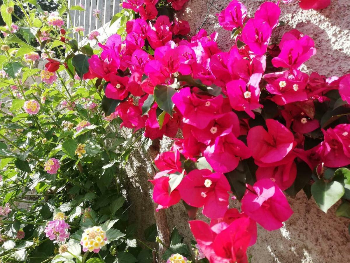 Villa Luka Dubrovnik Dış mekan fotoğraf